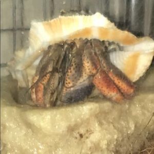 Meet your Posher, Herman the crab